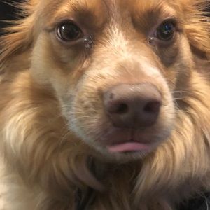 Meet your Posher, Chenchen